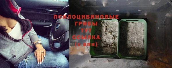 индика Аркадак